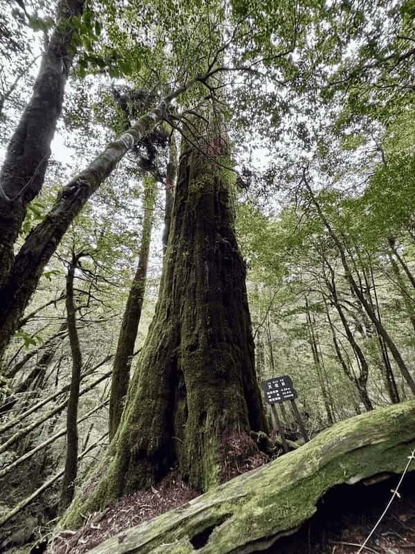 【鹿児島】ヤクスギランドは誰でも気軽に行ける自然植物園