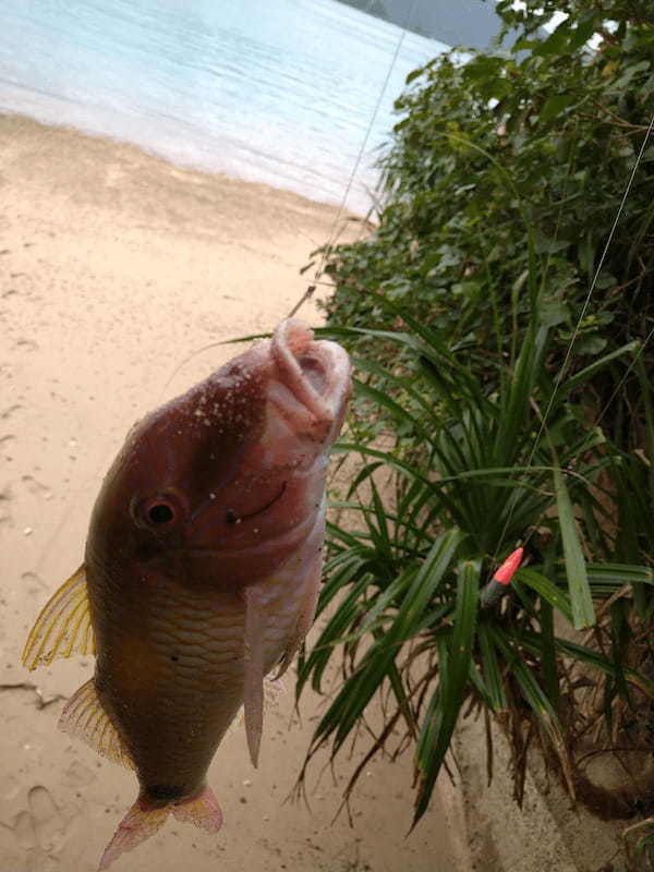 【連載】釣っ食べ第18弾！家の前でうろうろしていた太ったオジサンを喰う！