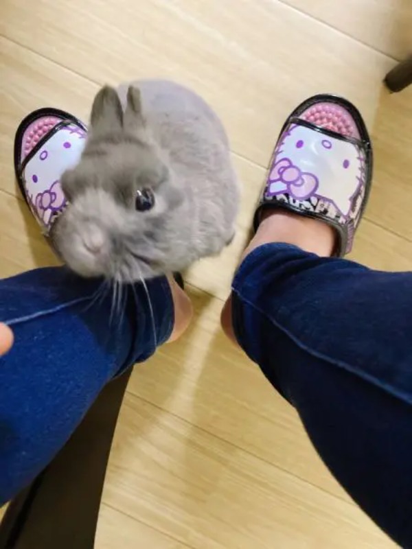 早く構ってよ~ 飼い主にスリスリ甘えるのが日課なうさちゃん
