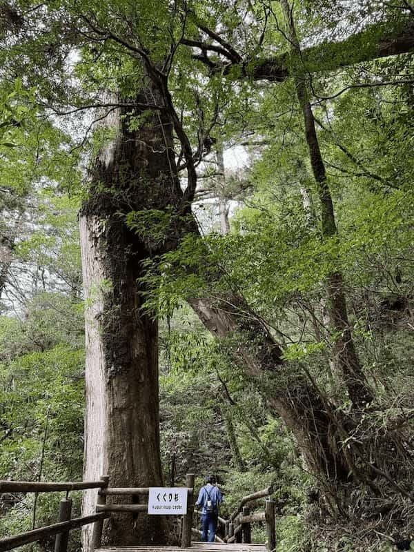 【鹿児島】ヤクスギランドは誰でも気軽に行ける自然植物園