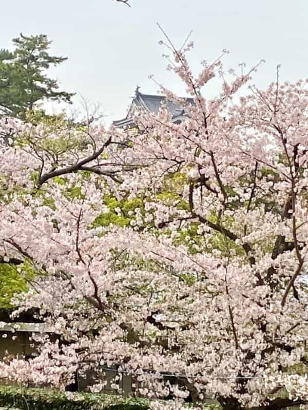 【愛知県】知る人ぞ知る四季の折々のお花見スポットをご紹介