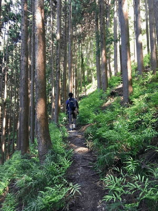 【奥武蔵】武川岳～焼山～二子山 縦走登山ルート