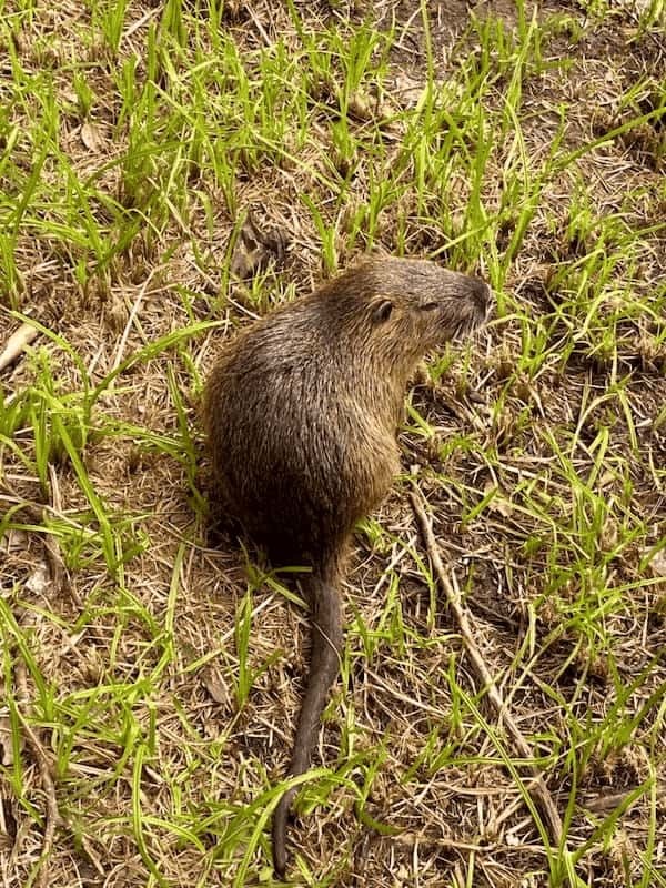 ヌートリアのような生き物の昼寝【西宮フォト】