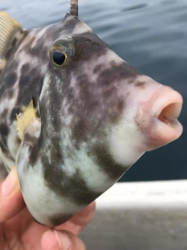 カワハギは仕掛けで決めろ！堤防や船など場所別おすすめ仕掛け特集！