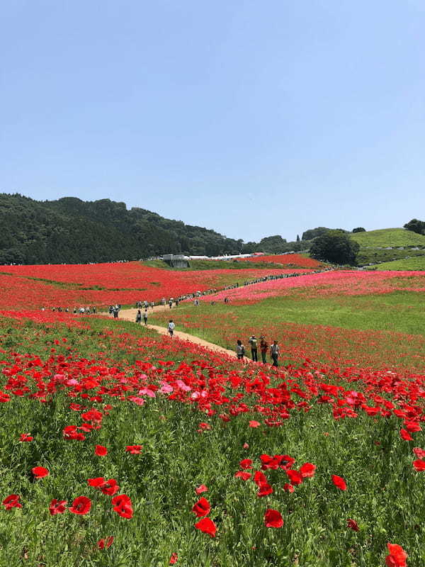 青空をバックに丘に広がる絶景花畑　天空のポピーを訪れてみました♪