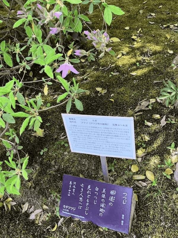 【奈良】春日大社と藤の花