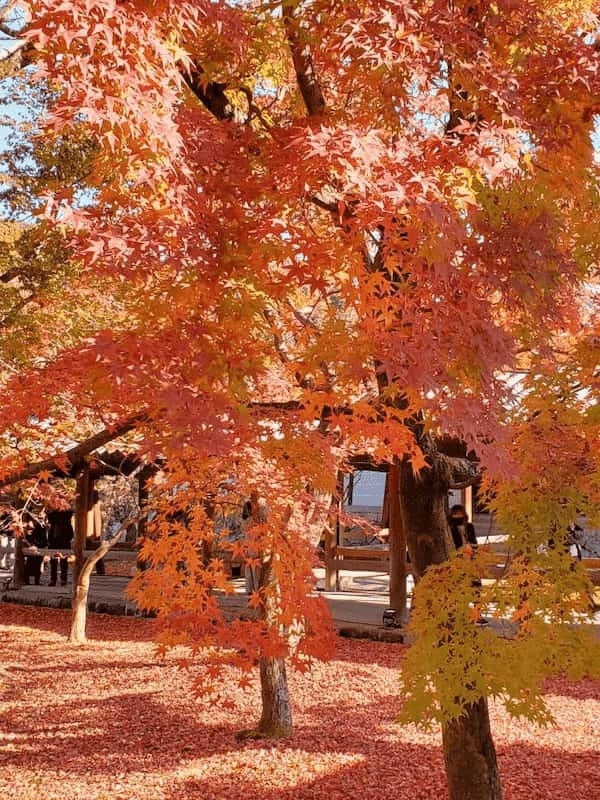 秋はやっぱり紅葉の綺麗な京都へ♪