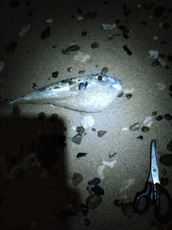 【連載】南の島の釣り事情「雨・風・珍魚のものがたり」正月用に何か釣れ！