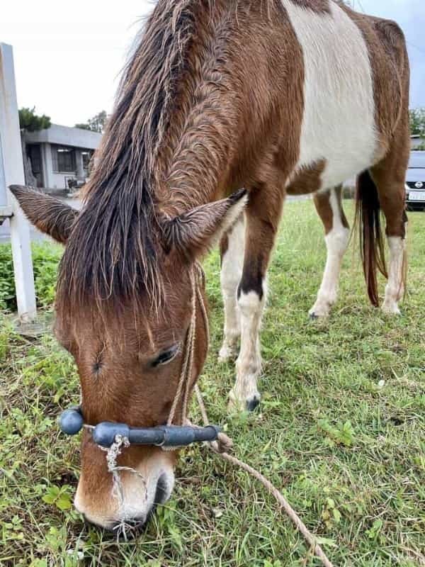 沖縄で出会った島猫たち！スポット別に紹介