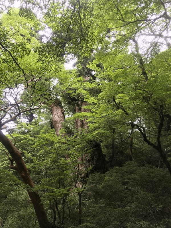 世界自然遺産の屋久島 「縄文杉」に会ってきました