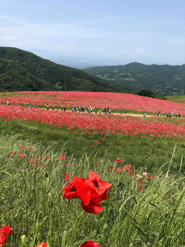 青空をバックに丘に広がる絶景花畑　天空のポピーを訪れてみました♪