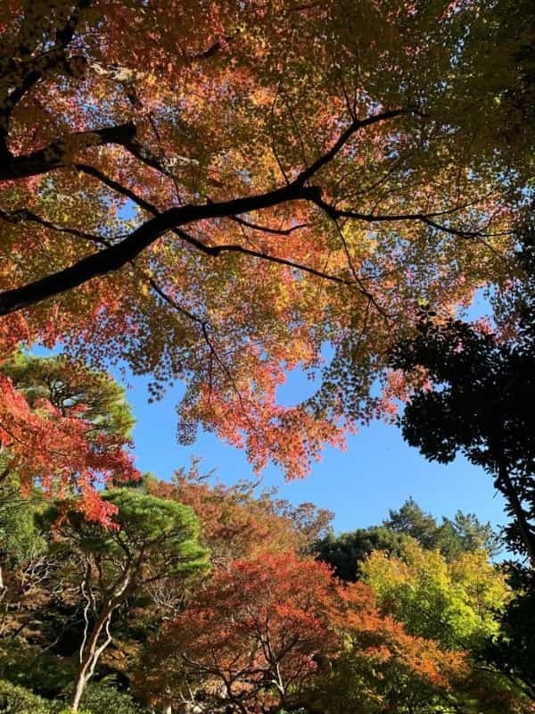 洋風と和風両方の庭園が楽しめる【旧古河庭園】秋バラ・紅葉もおすすめ！～東京さんぽ～