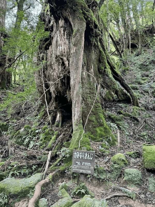 【鹿児島】屋久島の白谷雲水峡に行かれる方へ注意（2024年11月現在）