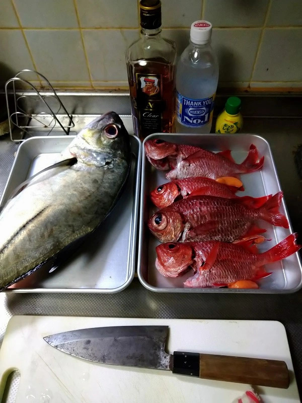 【連載】釣って食べるシリーズ！今回はマツカサの蒲焼。おまけのほうがすごい！