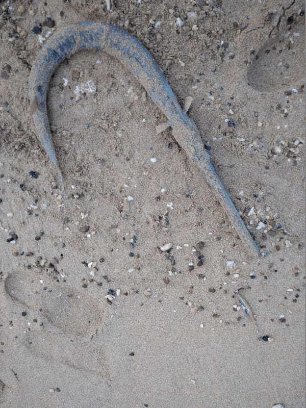 【連載】南の島の釣り事情「雨・風・珍魚のものがたり」正月用に何か釣れ！