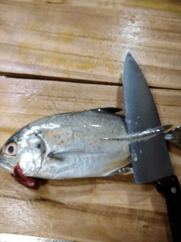 【連載】釣って食べるシリーズ第12弾。ぶっこみで釣れた高級魚をムニエルに！