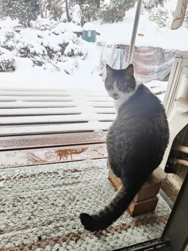 冷たさに負けて1歩で断念　雪に残った猫の足跡