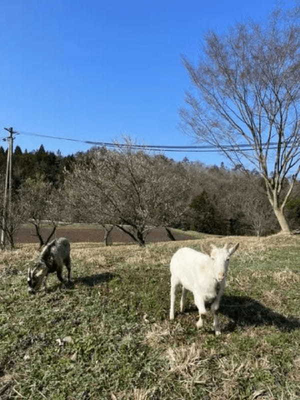 【エスケープゴート】ヤギの飼育小屋で珍事件発生　まさかの場所から大脱走