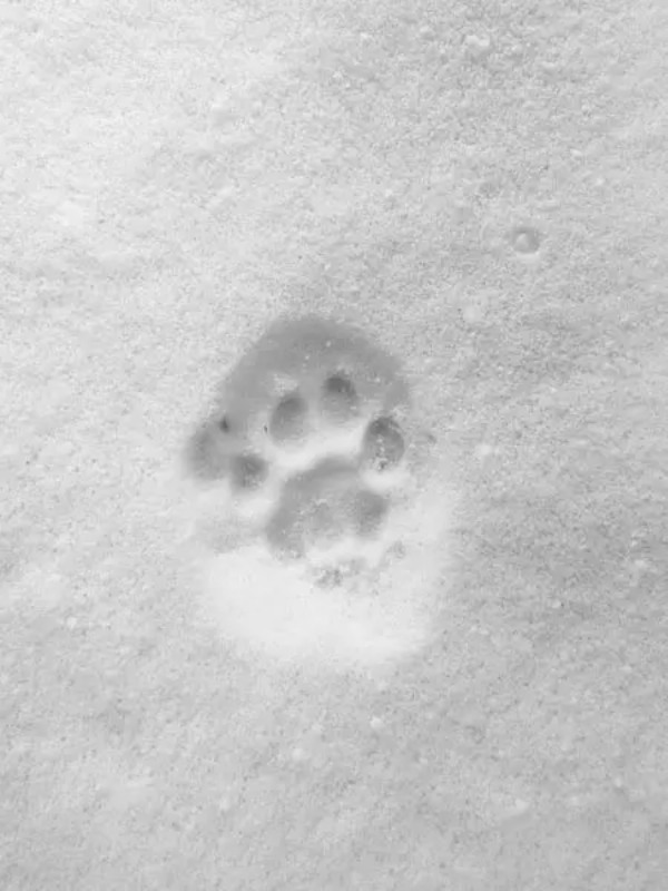 冷たさに負けて1歩で断念　雪に残った猫の足跡