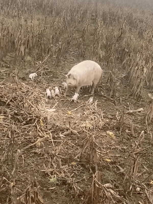 広大な畑の真ん中にいた「ある動物」。しかもよく見たら、生まれたばかりの赤ちゃんそのまわりにいっぱい！？