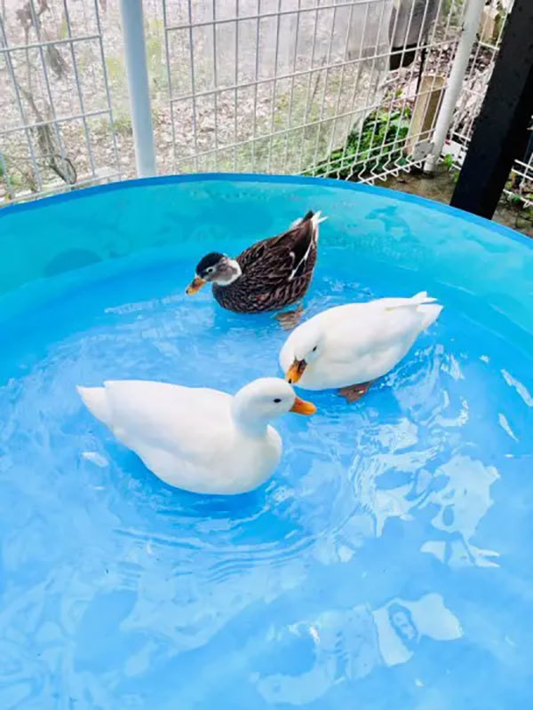 「水はいってないんかーい！」プールで見事なズッコケを披露するアヒルさん