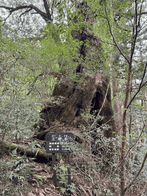 【鹿児島】ヤクスギランドは誰でも気軽に行ける自然植物園