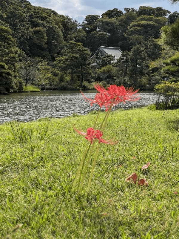 【神奈川・横浜】日本建築の魅力を集めた三渓園とおすすめランチ