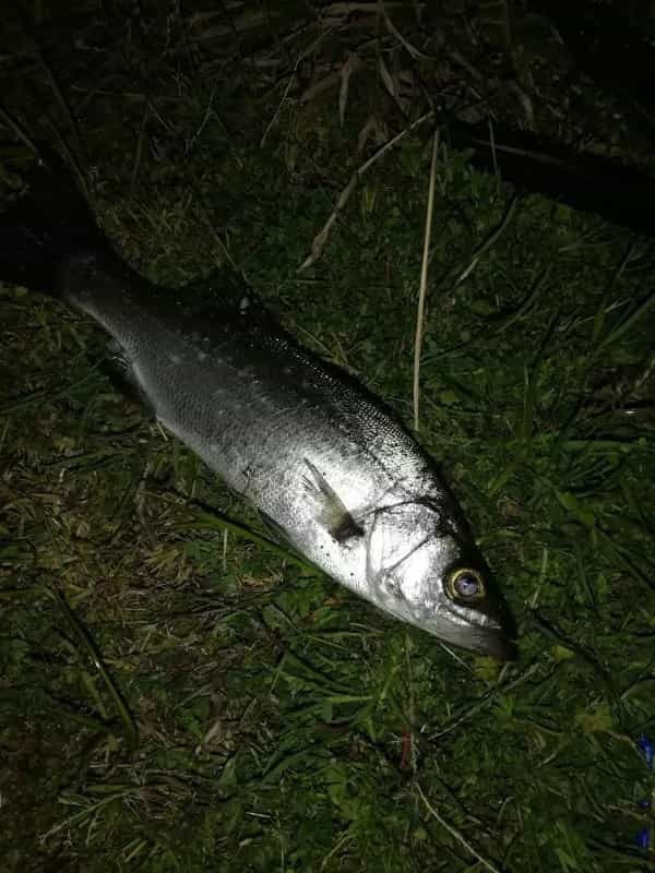 【連載】伊豆に行くならこんな釣り！魅力に交通、おすすめタックルを解説！