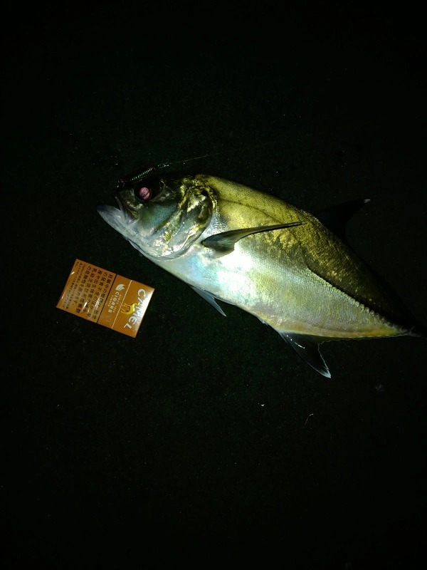 【連載】釣って食べるシリーズ！今回はマツカサの蒲焼。おまけのほうがすごい！