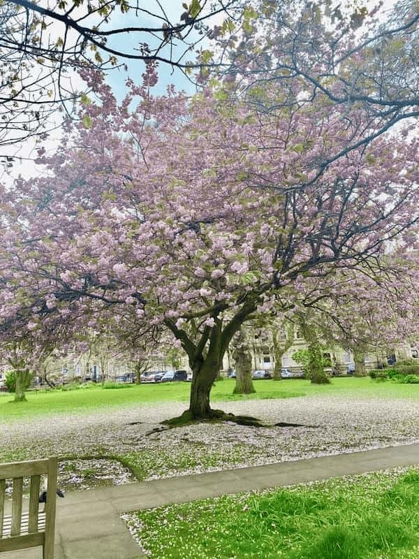 【イギリス】春のエジンバラで異国情緒溢れる桜を楽しもう!