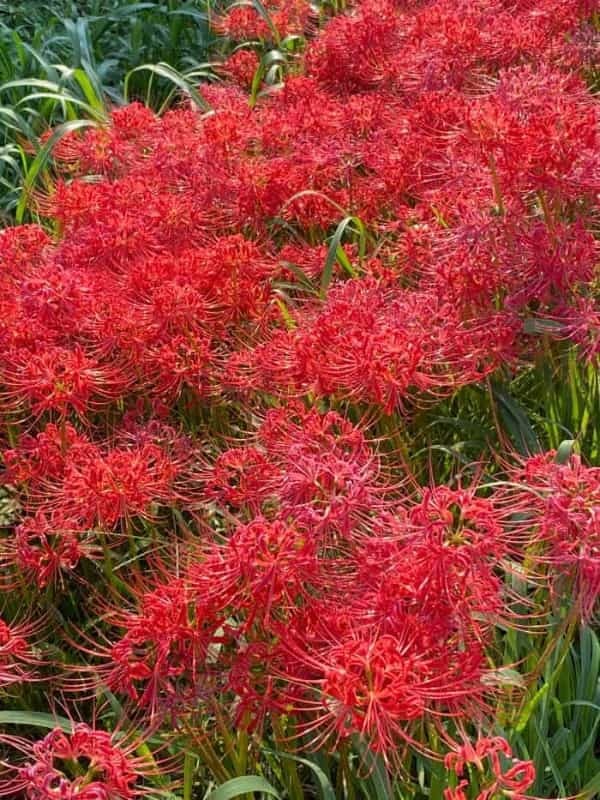 【愛知県】知る人ぞ知る四季の折々のお花見スポットをご紹介