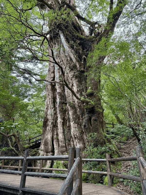 【鹿児島】ヤクスギランドは誰でも気軽に行ける自然植物園