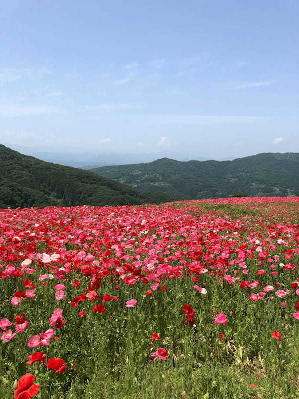 青空をバックに丘に広がる絶景花畑　天空のポピーを訪れてみました♪