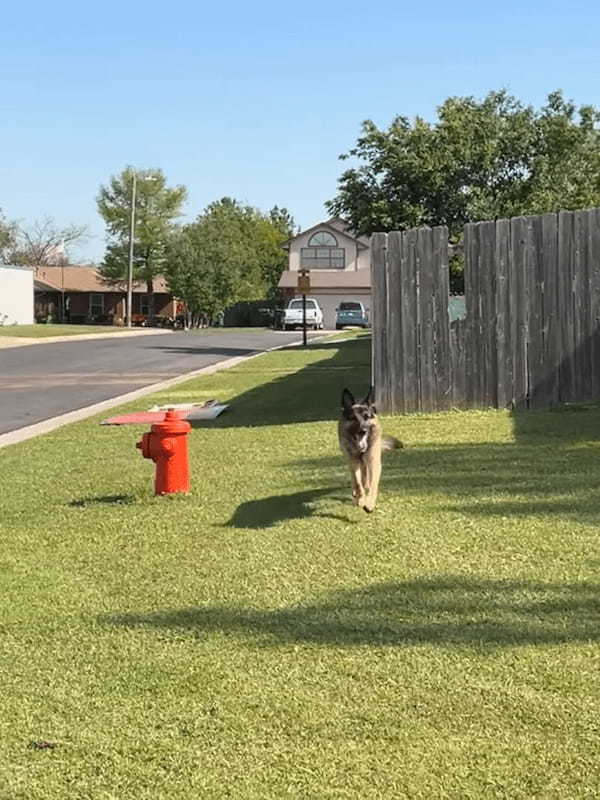 置いていかれるのが嫌だった？飼い主さんが車で外出することに気付いた愛犬は『ある行動』に出ました！！