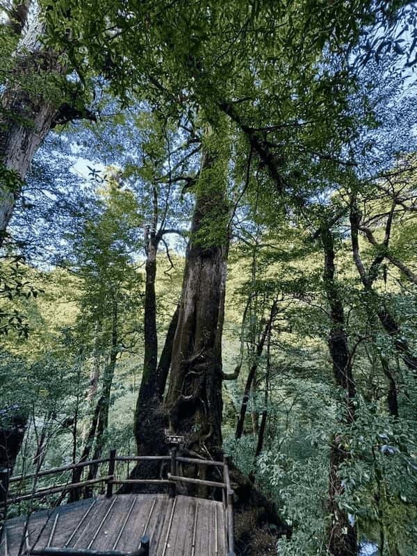 【鹿児島】ヤクスギランドは誰でも気軽に行ける自然植物園