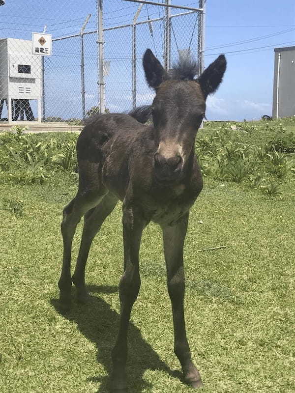 野生の馬が間近で見られる！御崎馬の親子に会いに、宮崎県串間市にある都井岬へ