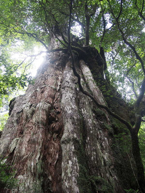 30分で楽しむ！屋久島の自然散策