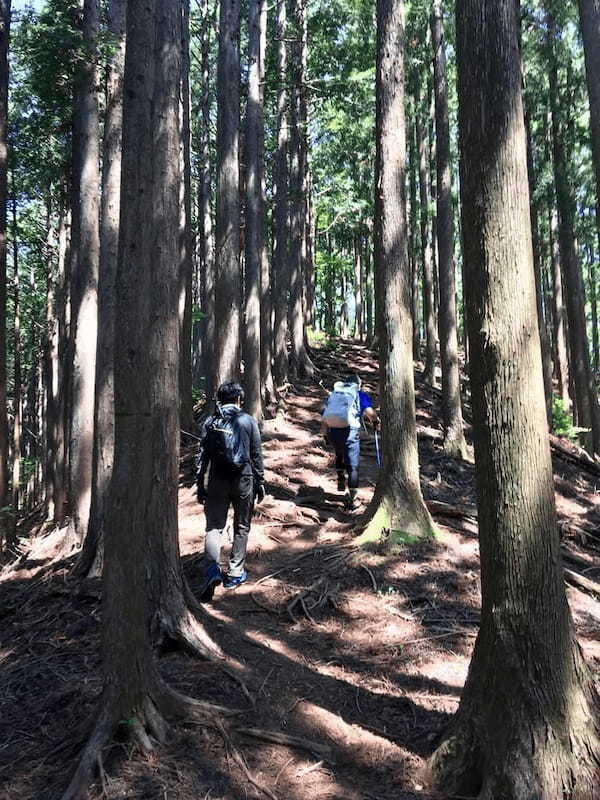 【奥武蔵】武川岳～焼山～二子山 縦走登山ルート