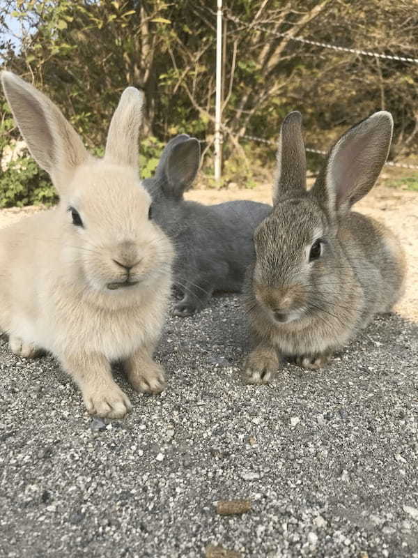 うさぎの島・日本地図から消えた島、大久野島に行ってきた