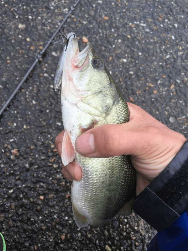 バス釣りの時期と時間帯とは？季節ごとに時間帯などのポイントをご紹介！