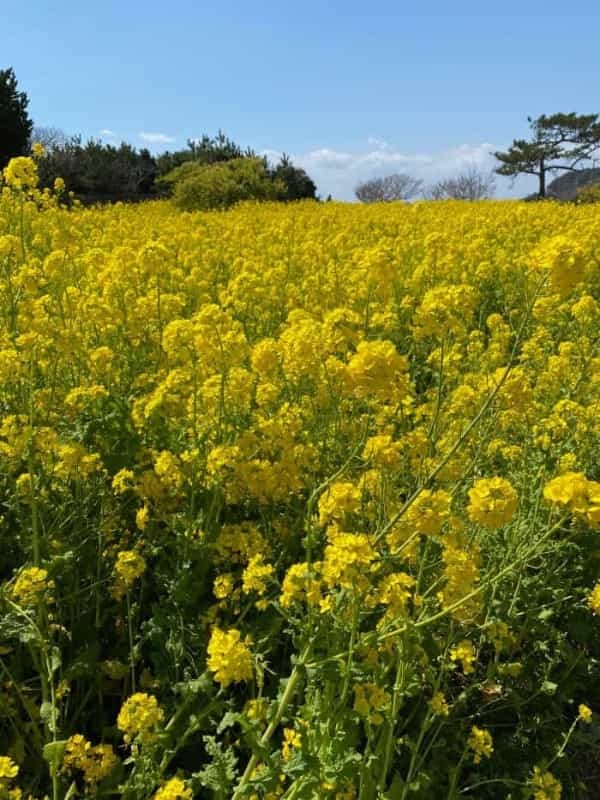 【愛知県】知る人ぞ知る四季の折々のお花見スポットをご紹介