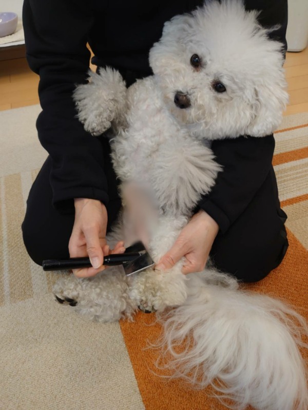 今だからこそ、愛犬のセルフトリミング！