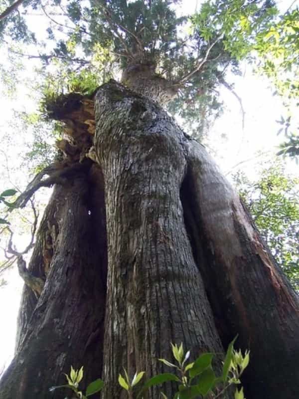 【初めてでも安心】屋久島のトレッキングガイド！準備物やおすすめのコースをご紹介！