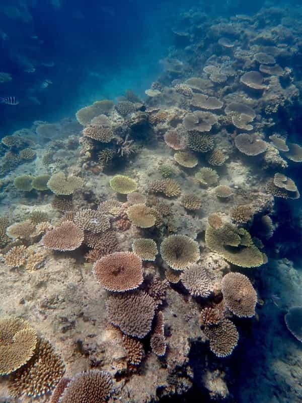 2022年、沖縄県全域で進むサンゴの白化現象　緊急レポート