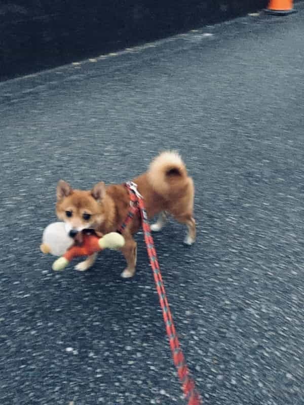 【続報】アンパンマンが草むらに落ちてる【持ち主見つかった】