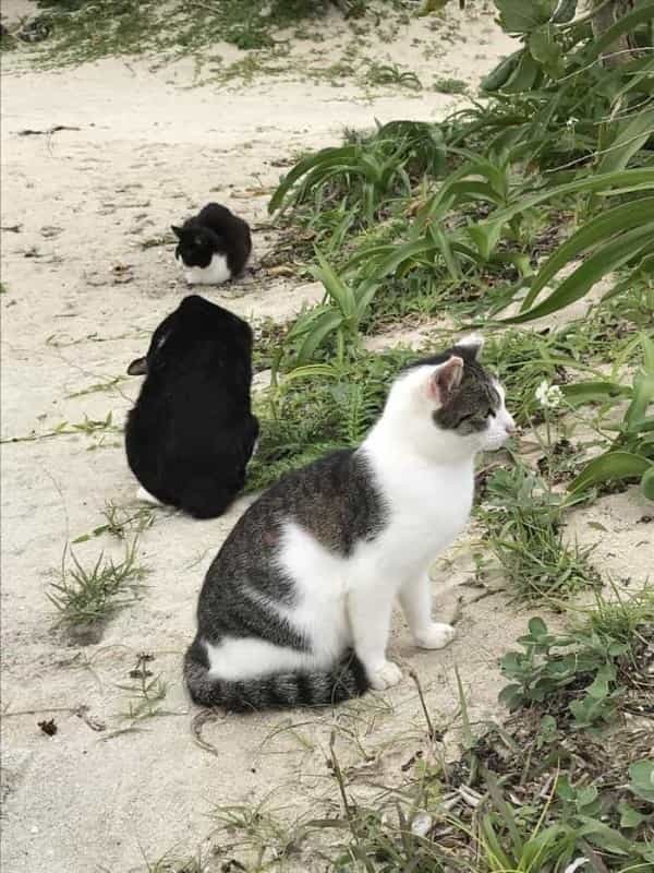 沖縄で出会った島猫たち！スポット別に紹介