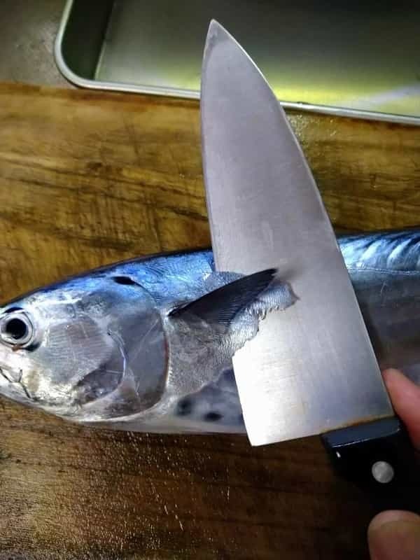 【連載】釣って食べるシリーズ第14弾！ウブスを堪能する！