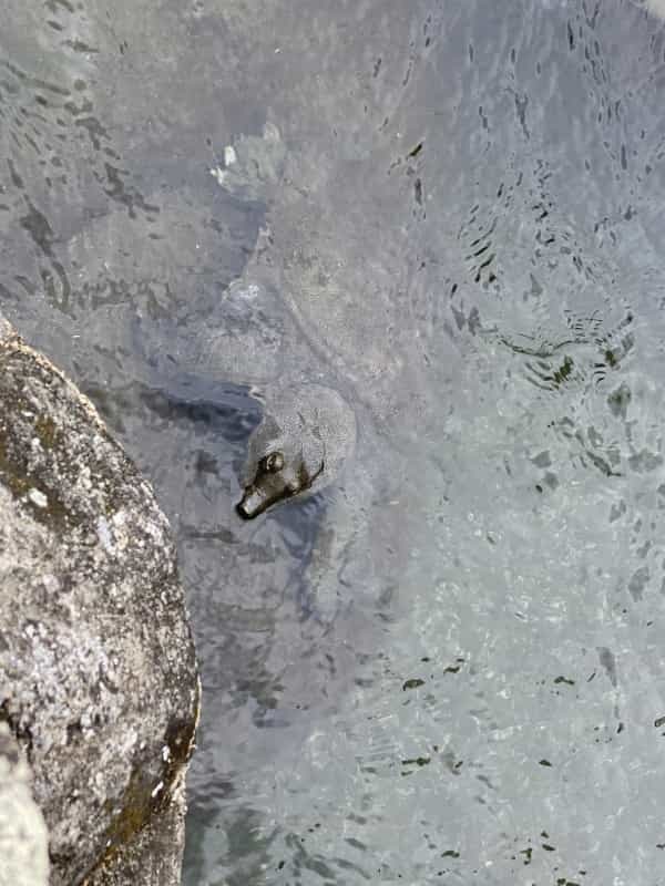 平成初期に流行した人面魚は今どうしているのか調べてみました。