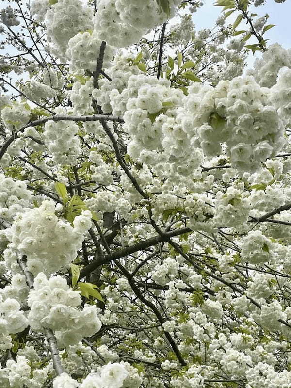【イギリス】春のエジンバラで異国情緒溢れる桜を楽しもう!