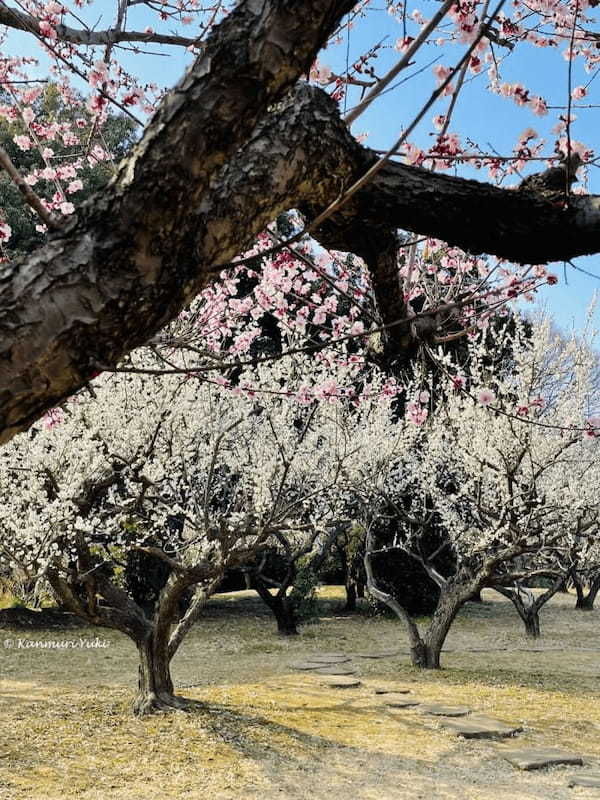 桜の季節にひっそりと咲くニリンソウを見に行こう！